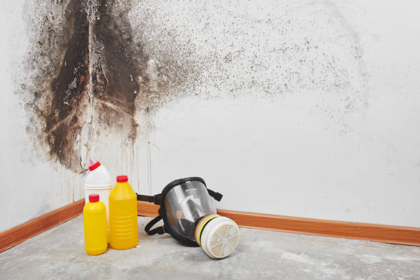 Best Mold Remediation  in Crooks, SD