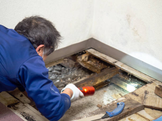 Reliable Crooks, SD Mold Removal Solutions