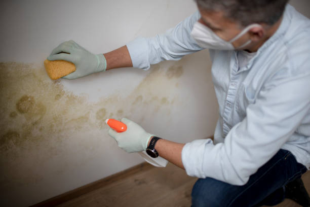 Best Mold Damage Repair  in Crooks, SD