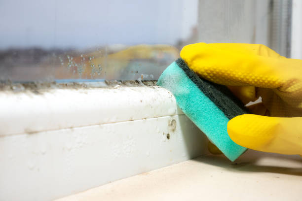 Best Same-Day Mold Removal  in Crooks, SD