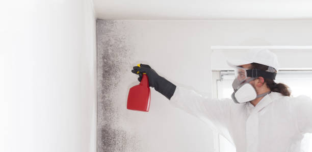 Best Home Mold Removal  in Crooks, SD
