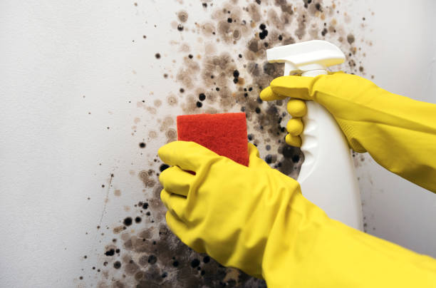 Best Best Mold Removal Companies  in Crooks, SD