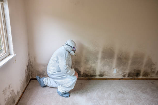 Best Office Mold Removal Services  in Crooks, SD