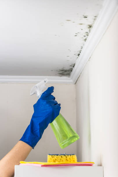 Best Commercial Mold Removal  in Crooks, SD